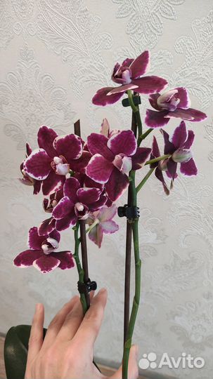 Орхидея фаленопсис мультифлора