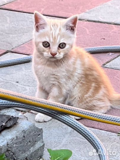 Шотландская