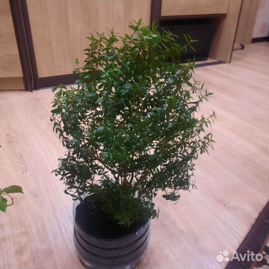 Миртовое дерево