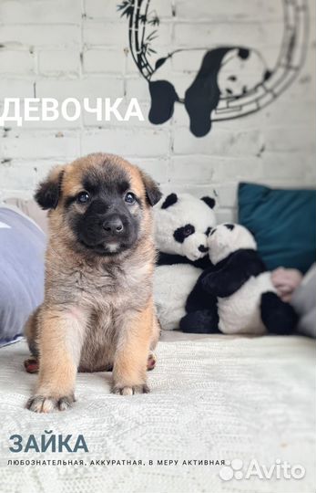 Милые щенята в дар