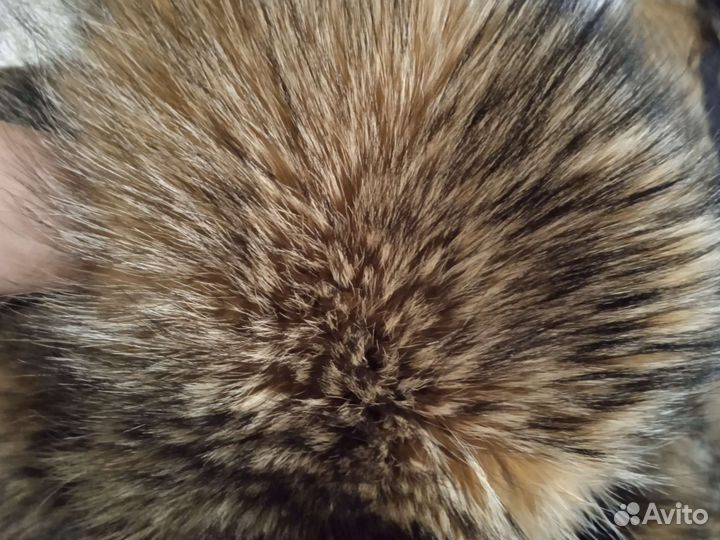 Опушки на капюшон из мех енота
