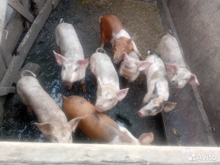 Поросята