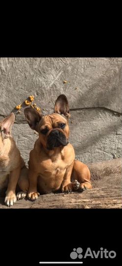 Французский бульдог