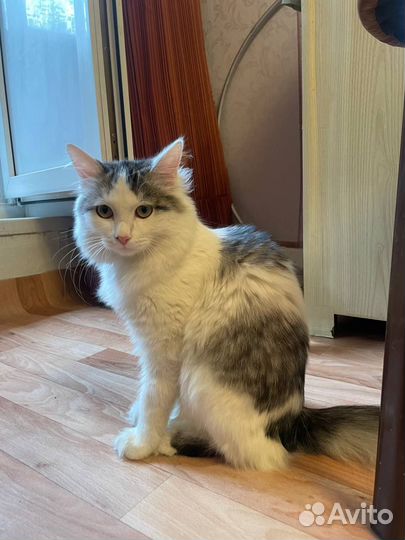 Найдена кошка