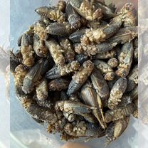 Кормовые насекомые, сверчки, Новосибирск