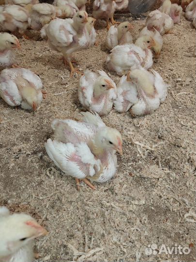 Цыплята бройлеры Кобб-500 18 суток