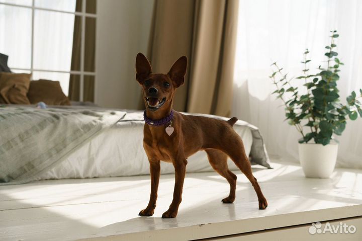 Собака для фото- видеосессии и рекламы