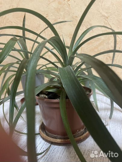 Ананас комнатный Амиго