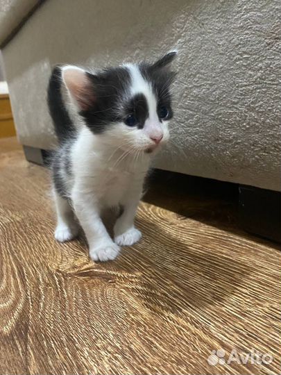 Котята породистые