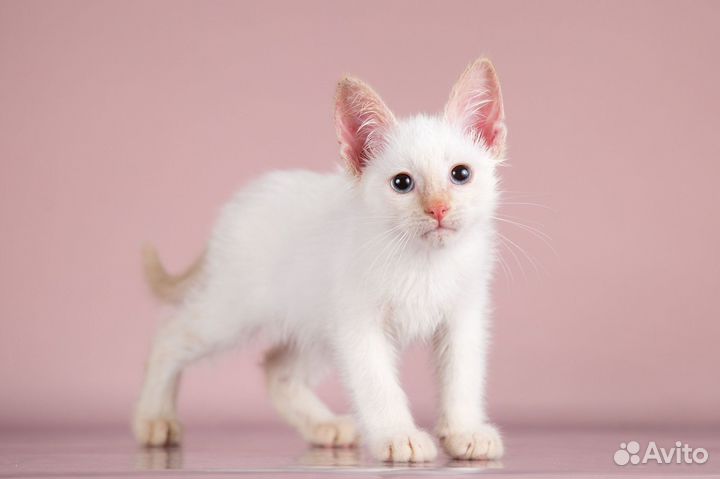 Котёнок гав ищет дом