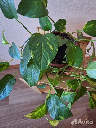 Сциндапсус