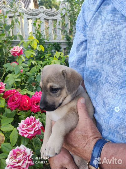 Хочу домой. Щеночек девочка ищет дом