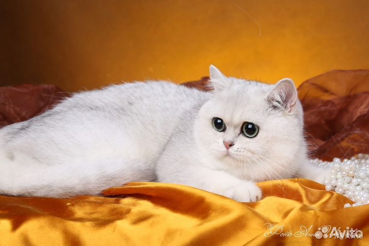 Ищем кота для вязки