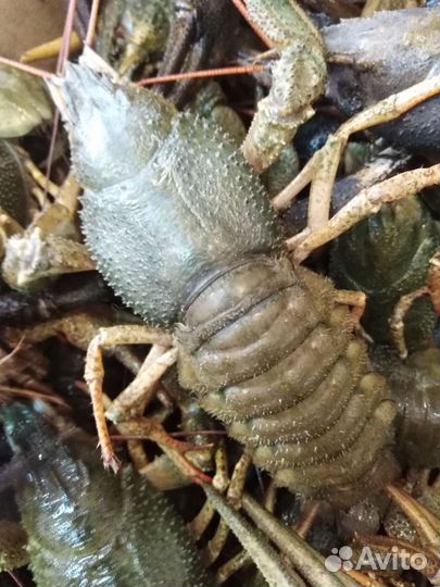 Раки, живые и вареные