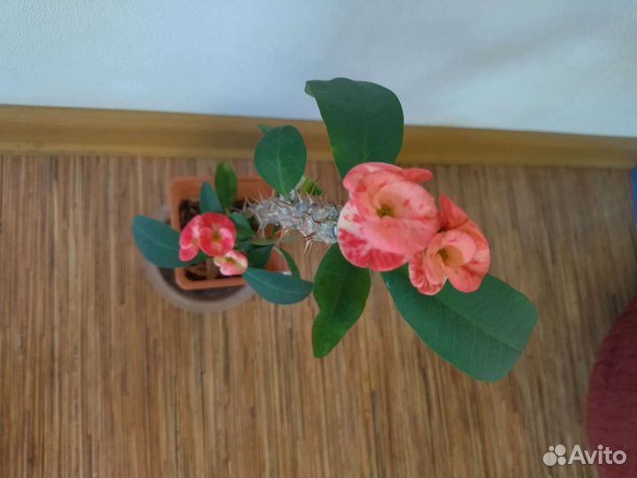 Молочай миля крупноцветковый