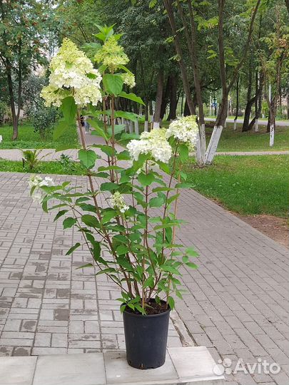 Гортензия Rose; Пеларгония
