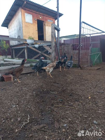 Петухи и курицы О Шамо