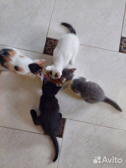 Котята в добрые руки