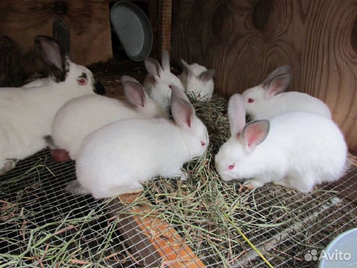 Комбикорм для кроликов с доставкой