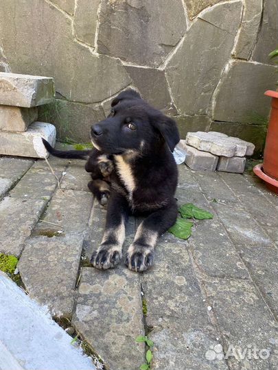 Восточноевропейская овчарка