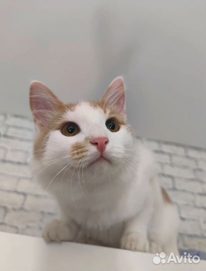Котенок мальчик ищет дом