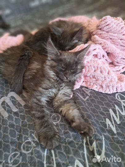 Котята мейн-кун