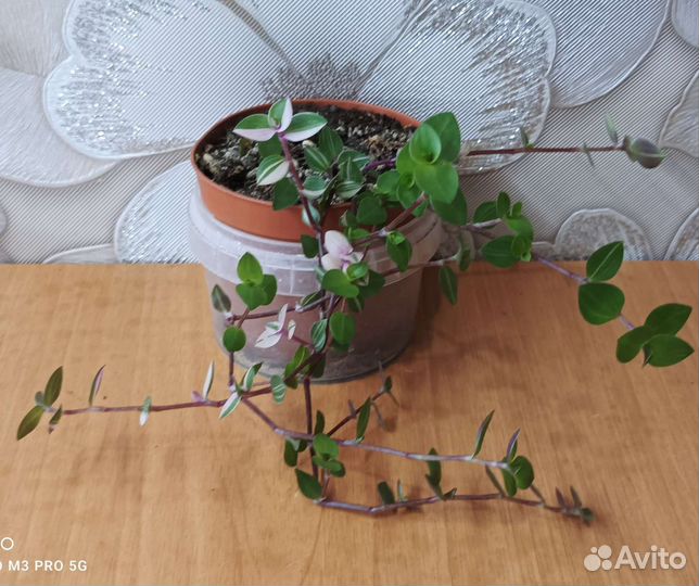Продам цветы комнатные