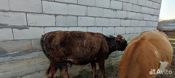 Корова дойная с теленком, телка 1 год