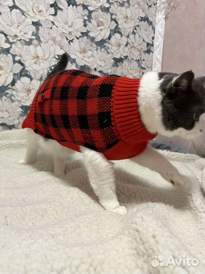 Одежда для кошек и собак