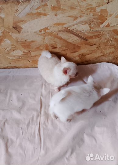 Мини Чихуахуа девочки