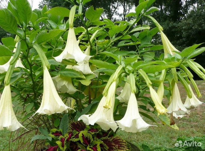 Бругмансия