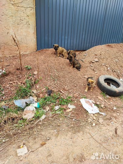 Щенки