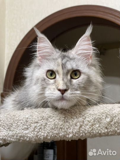 Кошка мейн-кун