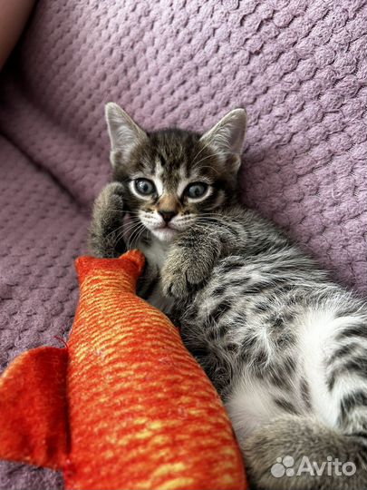 Котята