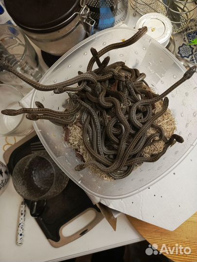 Полозы узорчатые