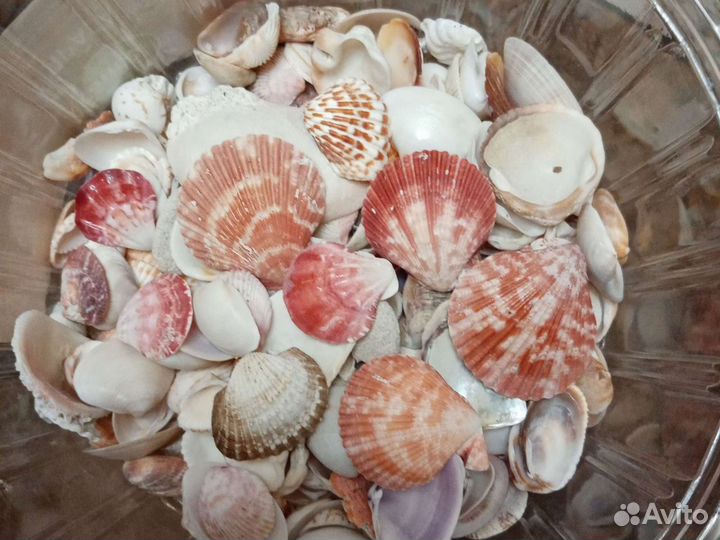 Ракушки в корзине. Новые в упаковке