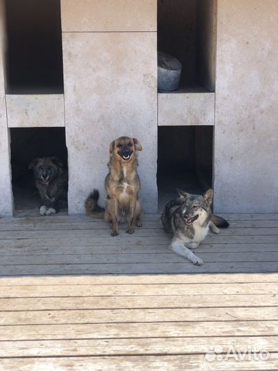 Арчи и Найда ищут дом