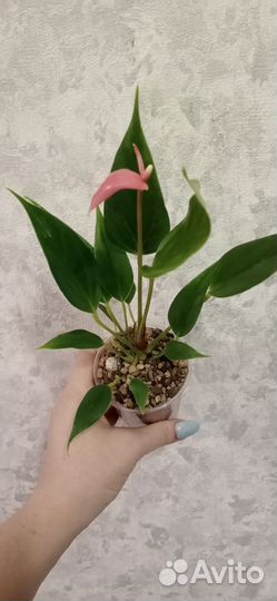 Антуриум сортовой