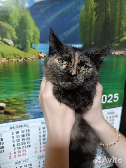 Кошечка стерилизованная