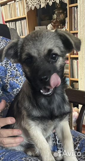 Щенок в добрые руки дворняжка
