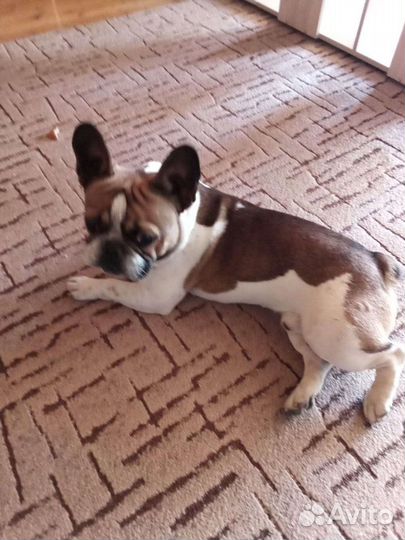 Французский бульдог кобель вязка