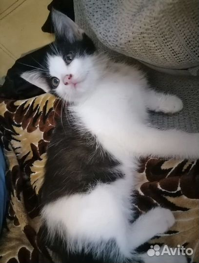 Котята бесплатно