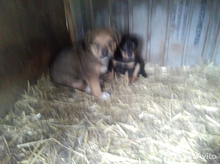 Щенки
