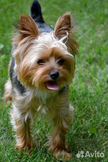 Услуги кинолога