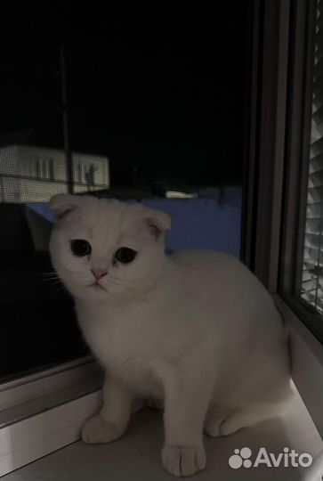 Британская