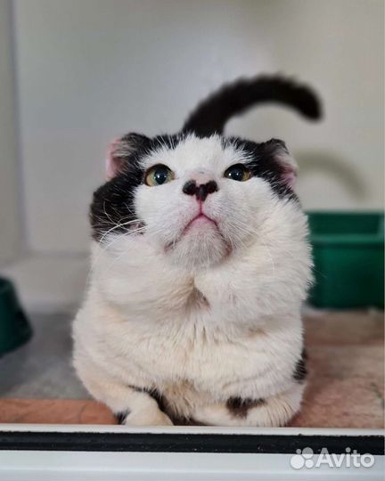Кошки в добрые руки