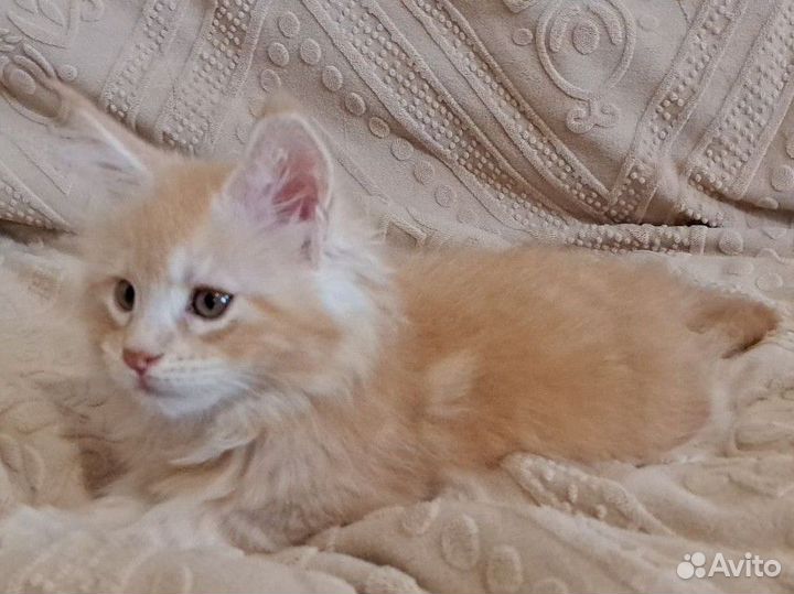 Котята мейн-кун