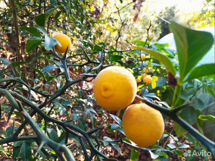 Трифолиата (дикий лимон),саженцы и плоды