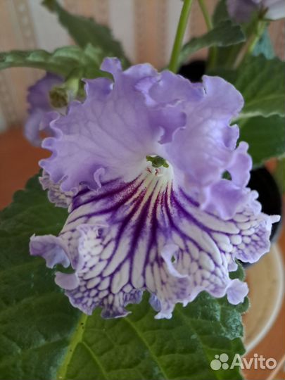 Стрептокарпус