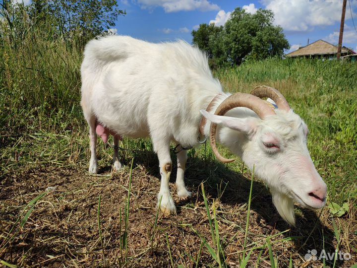 Коза дойная